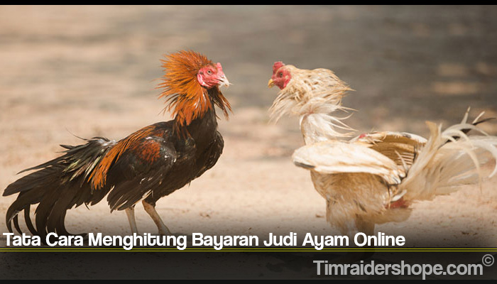 Tata Cara Menghitung Bayaran Judi Ayam Online