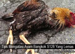 Tips Mengatasi Ayam Bangkok S128 Yang Lemas